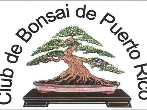 Bonsai Mayaguez